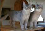 T'Pring und Djindi