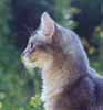 Djindi's Profil
