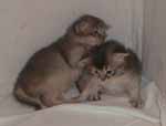 Balthasar & Caspar